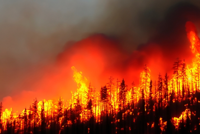 Wildfire. Palisades. Forest fire.